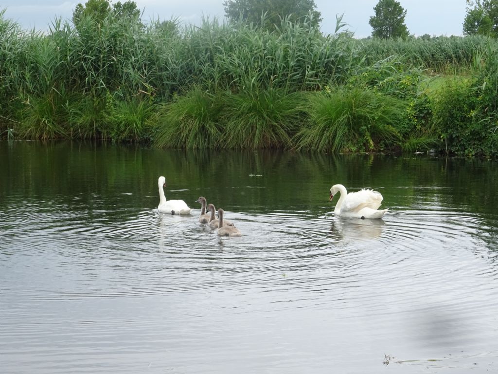 Cygnus olor e juv.